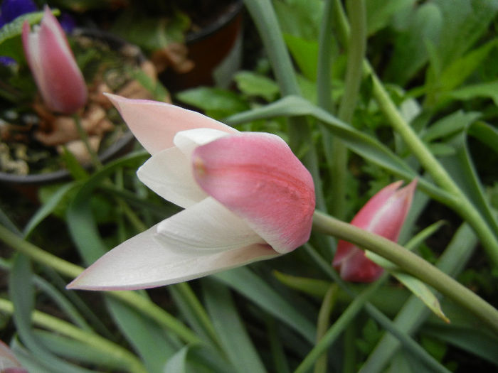 Tulipa Peppermint Stick (2013, April 21) - Tulipa Peppermint Stick