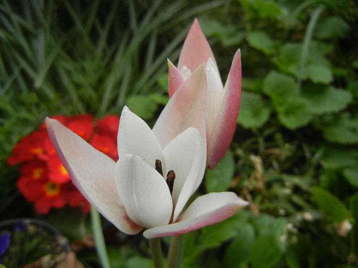 Tulipa Peppermint Stick (2013, April 21) - Tulipa Peppermint Stick