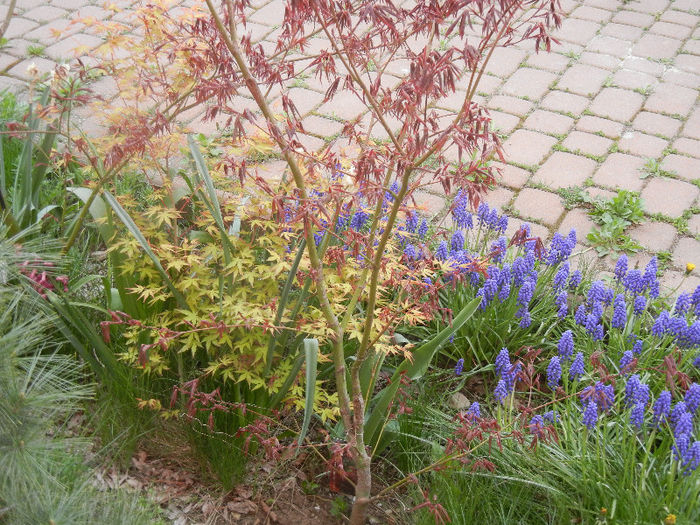 Acer palmatum & Muscari (2013, Apr.20)