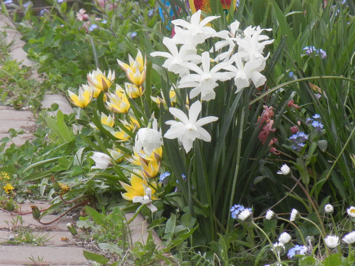 Thalia & Tulipa Tarda (2013, April 20)