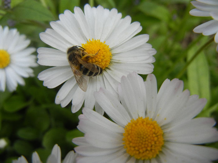 Bee on Bellis perennis (2013, April 21)