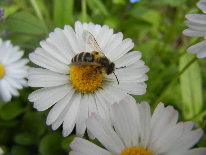 Bee on Bellis perennis (2013, April 21)
