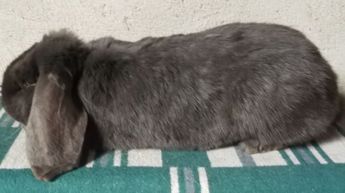 DSCF0163 - arhiva iepuri - nu mai cresc iepuri