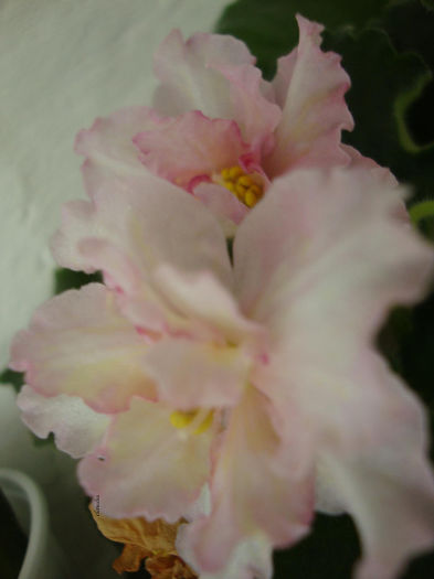DSC06952 - Violete 2013