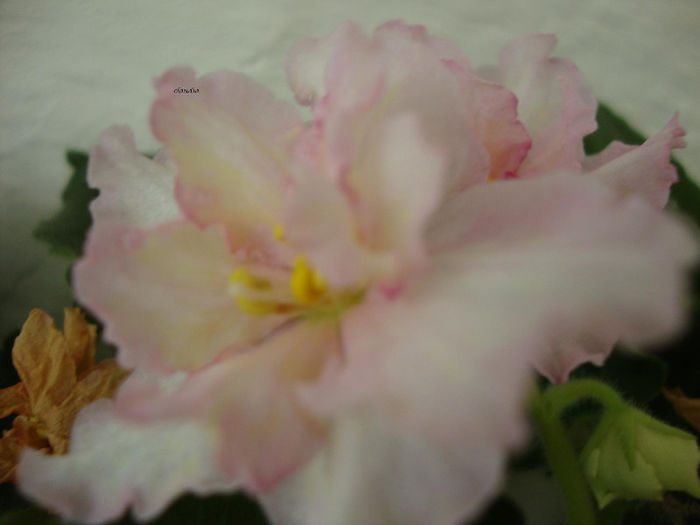 DSC06953 - Violete 2013