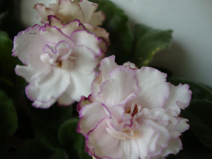 DSC06954 - Violete 2013