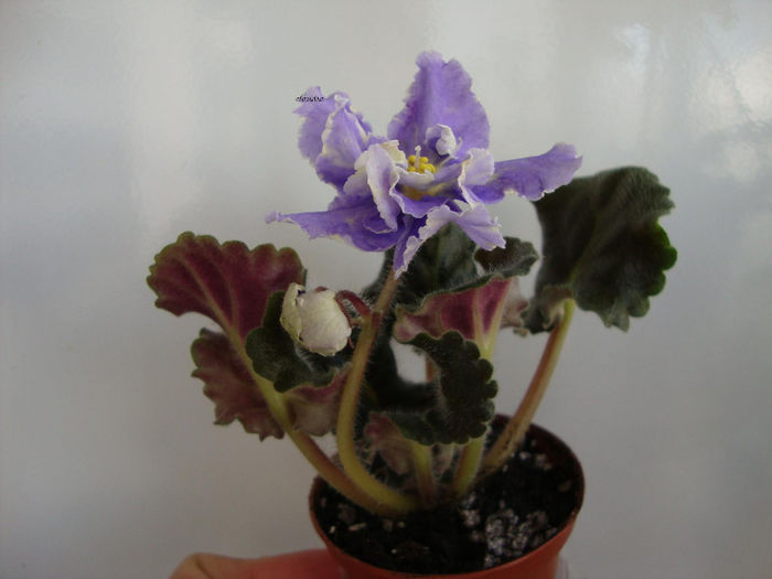 rs jar ptita - Violete 2013