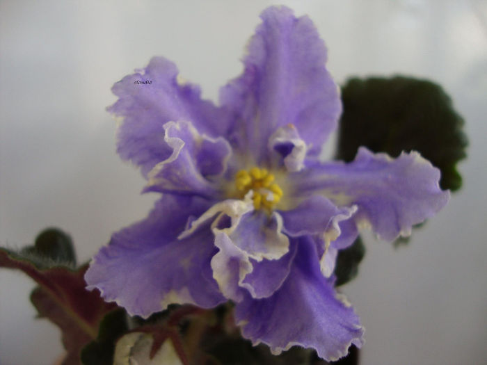 rs jar ptita - Violete 2013