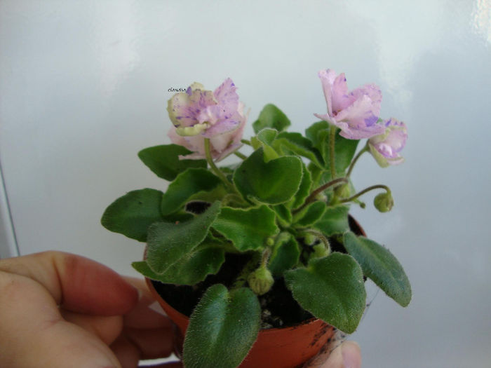 DSC06962 - Violete 2013