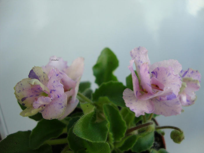 DSC06963 - Violete 2013