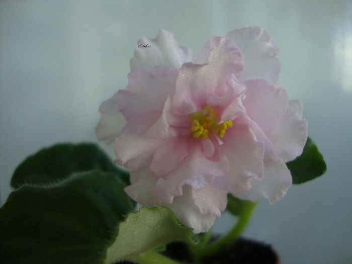 montgomery silver frost - Violete 2013