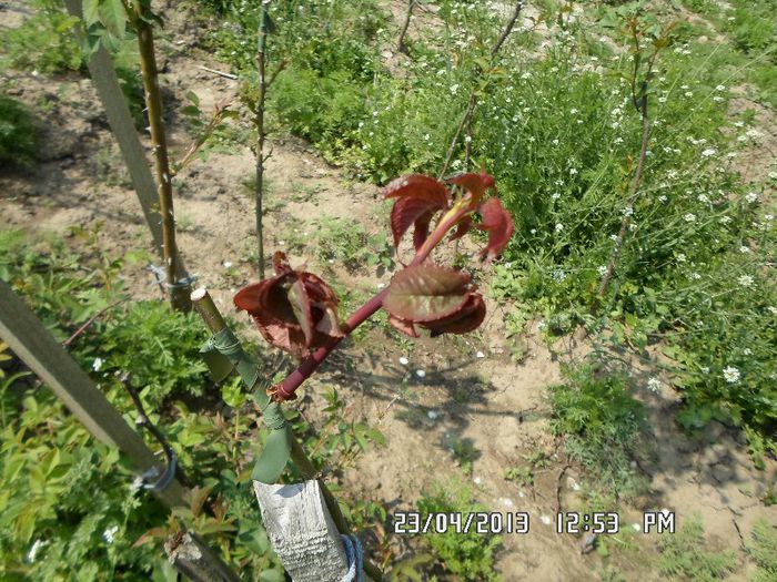 SAM_0009 - altoire 2013