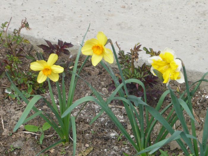 Picture 1627 - curtea primavara