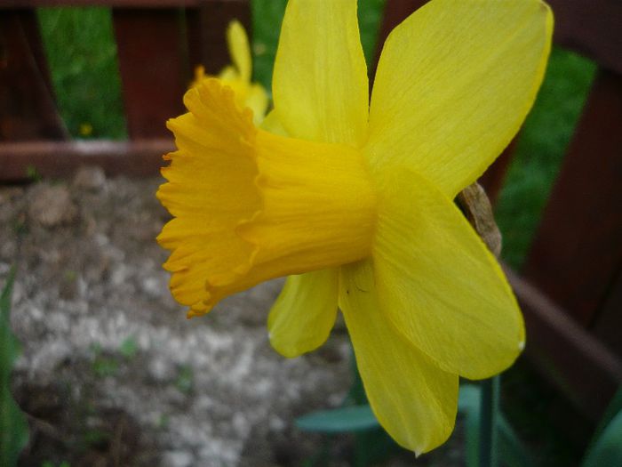 Picture 1653 - curtea primavara