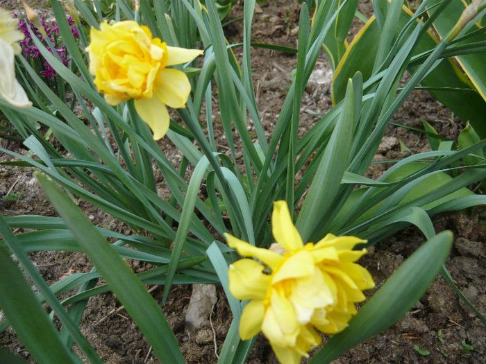 Picture 1654 - curtea primavara