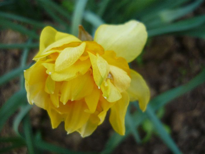 Picture 1655 - curtea primavara