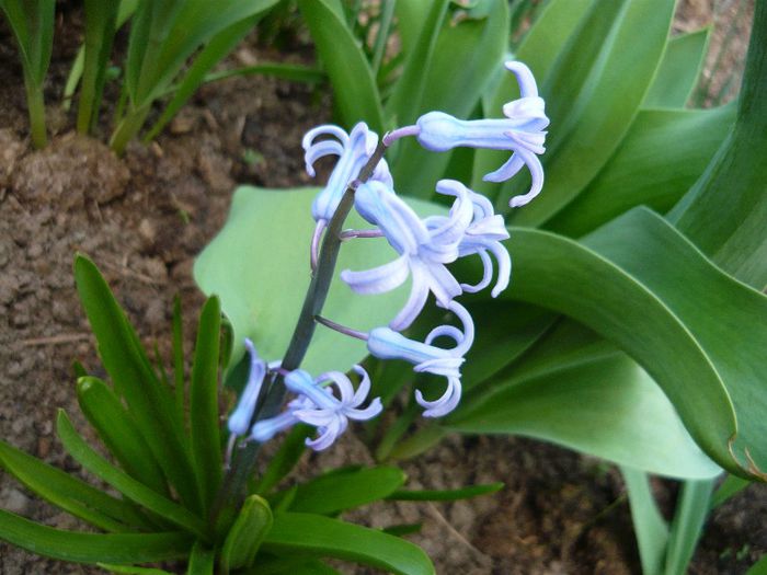 Picture 1656 - curtea primavara