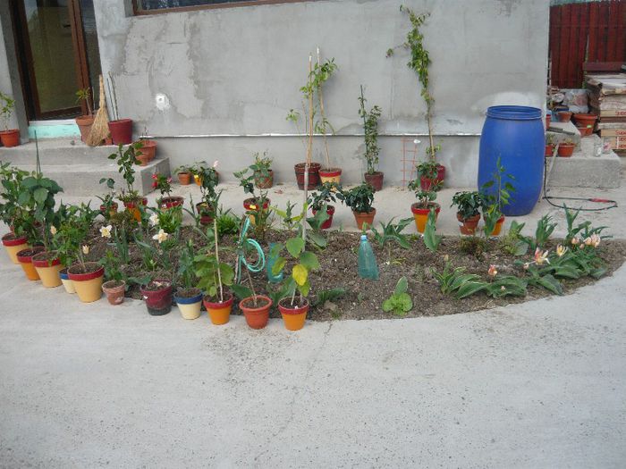 Picture 1659 - curtea primavara