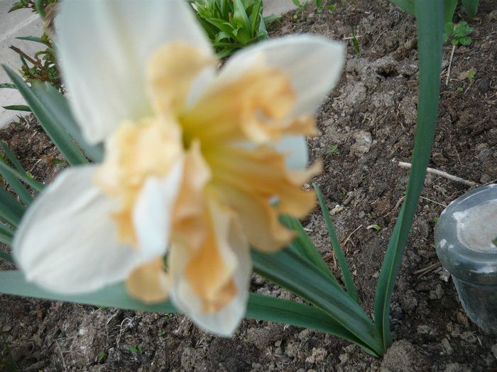 Picture 1660 - curtea primavara