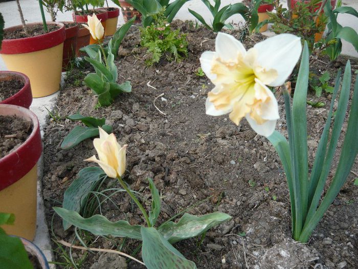 Picture 1661 - curtea primavara