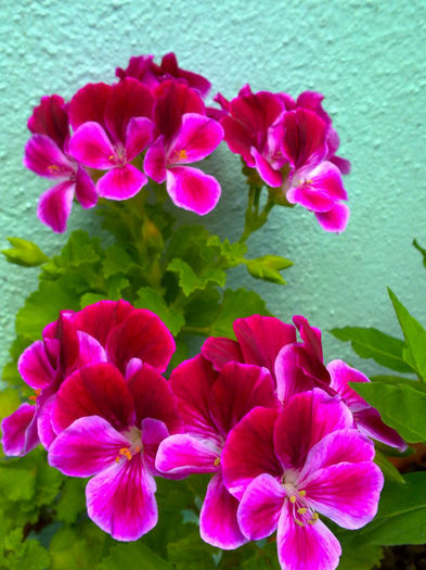230420136629 - balcon 2013