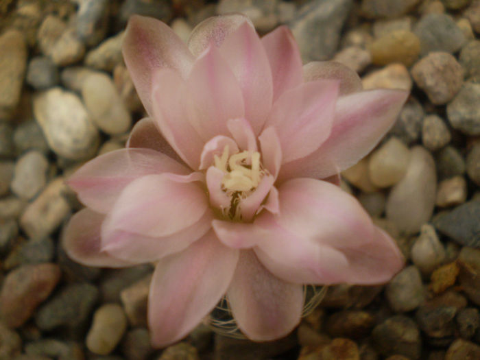 Gymnocalycium bruchii v. deviatum