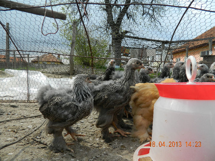 BHI; Avem 45 de zile ...
