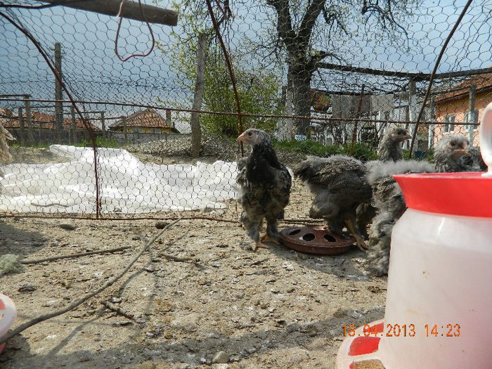 BHI; Avem 45 de zile ...
