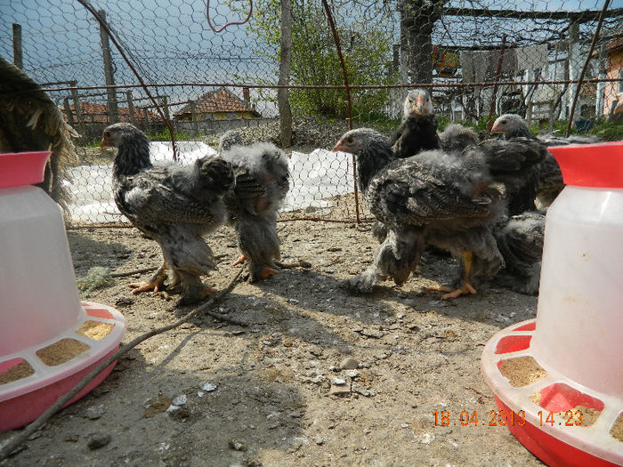 BHI; Avem 45 de zile ...
