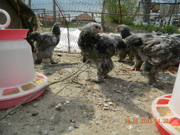 BHI; Avem 45 de zile ...
