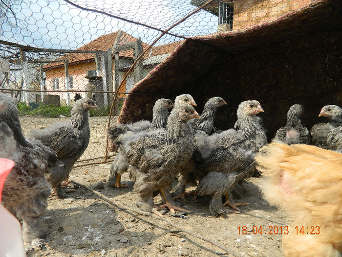 BHI; Avem 45 de zile ...
