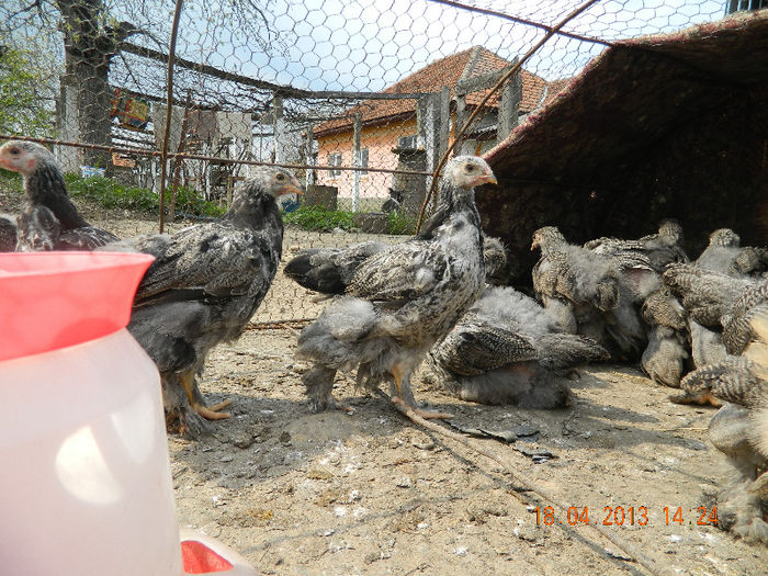 BHI; Avem 45 de zile ...
