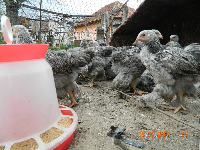 BHI; Avem 45 de zile ...
