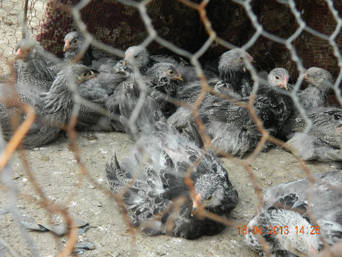 BHI; Avem 45 de zile ...
