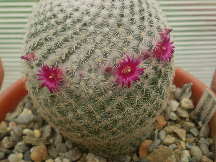 Mammillaria albilanata