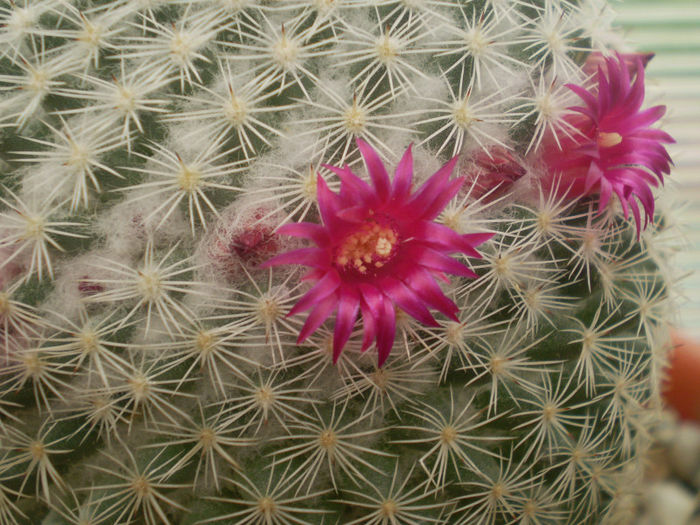 Mammillaria albilanata