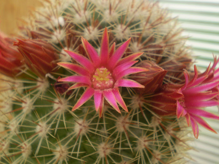 Mammillaria bella