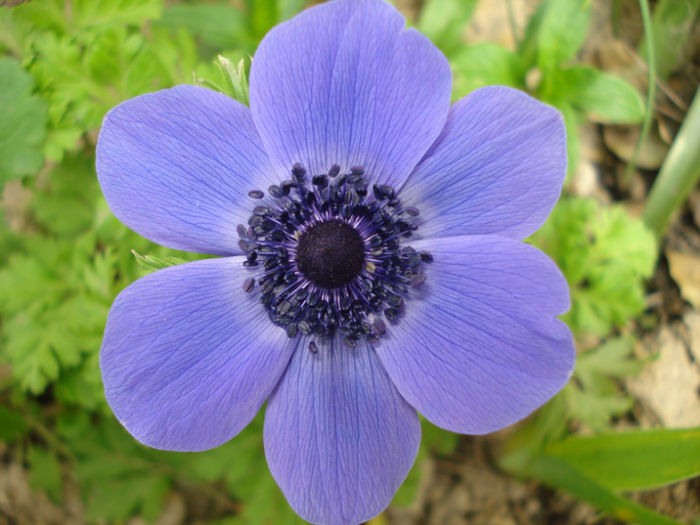 Anemone