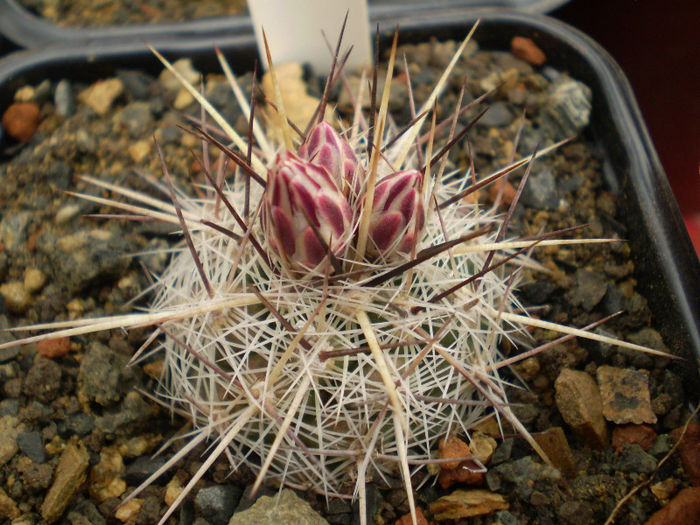 Thelocactus lausseri - Thelocactus 2013