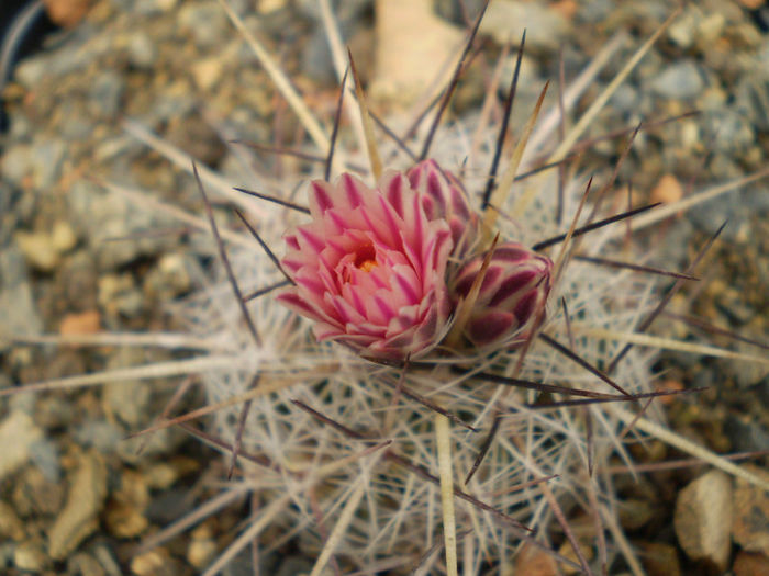 Thelocactus lausseri - Thelocactus 2013