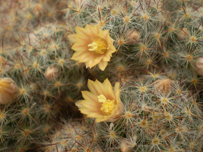 Mammillaria prolifera