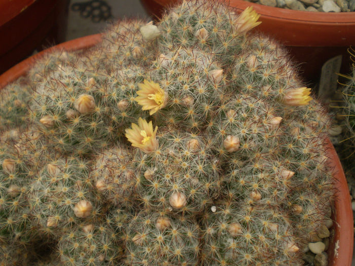 Mammillaria prolifera - Mamm 2013