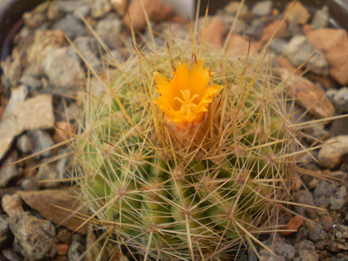 Parodia sp. necunoscuta - Parodia 2013