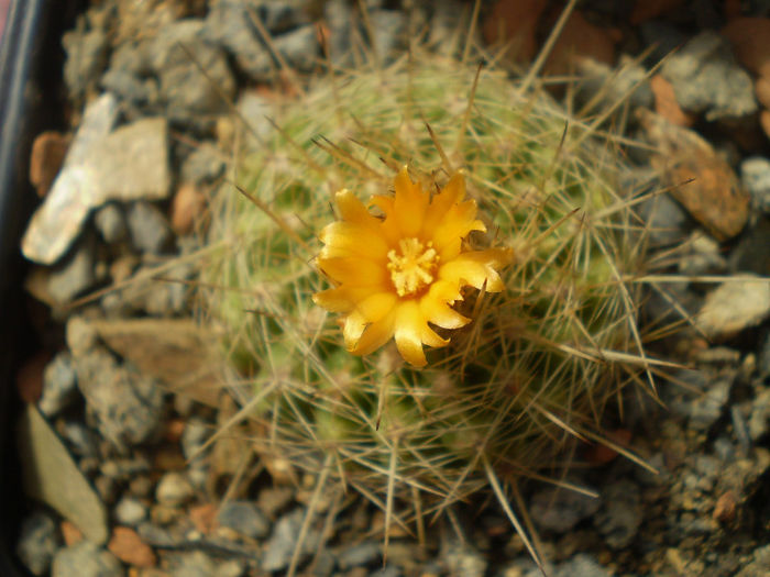 Parodia sp. necunoscuta - Parodia 2013