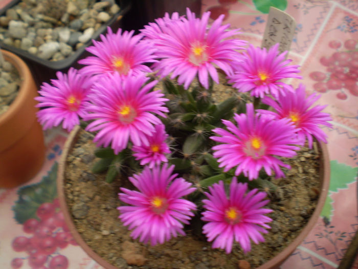 Trichodiadema densum