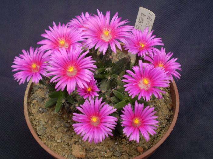 Trichodiadema densum - suculente 2013