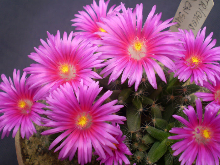 Trichodiadema densum - suculente 2013