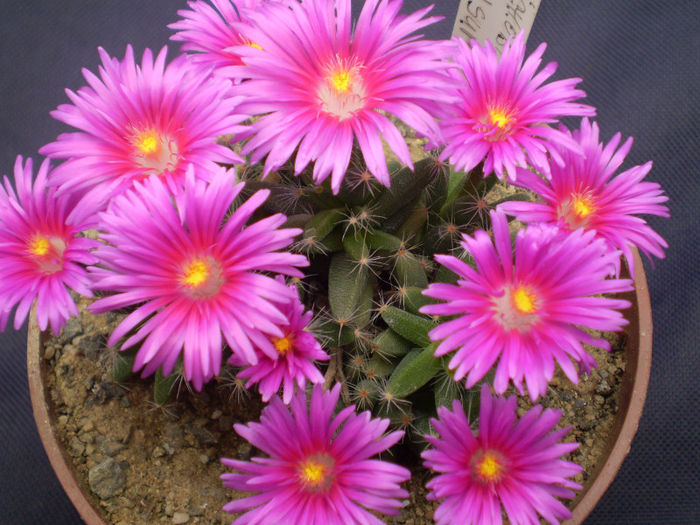 Trichodiadema densum