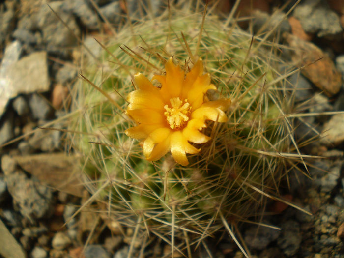 Parodia sp. necunoscuta - Parodia 2013