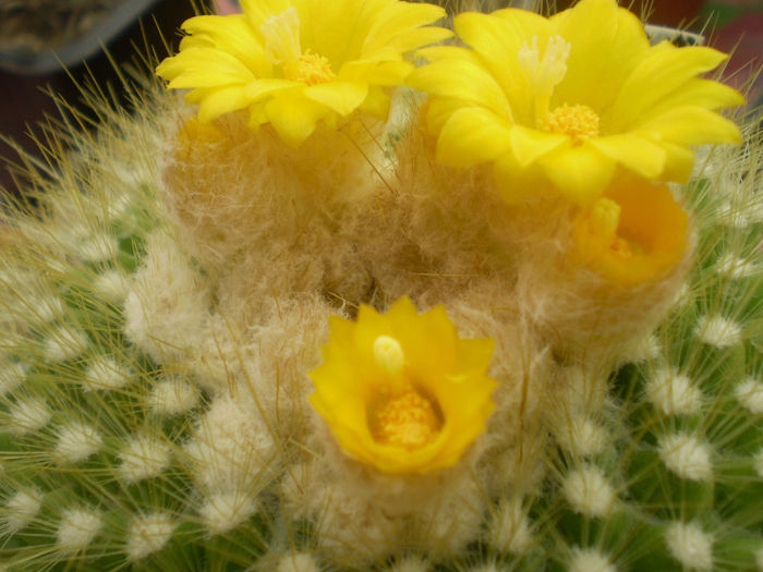 Parodia chrysacanthion - Parodia 2013